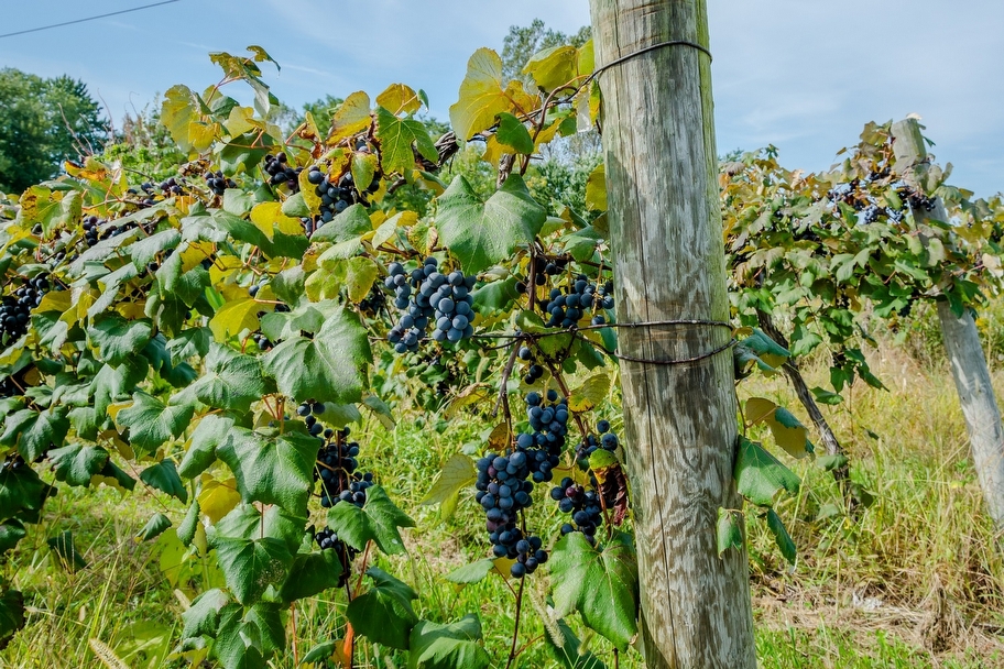 Orlando Real Estate Blog