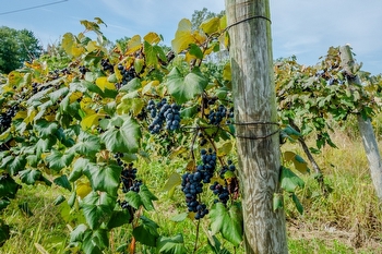 South Haven, Saugatuck, Douglas & Fennville: Art, Beaches & Resort-Style Lake Michigan Living thumbnail